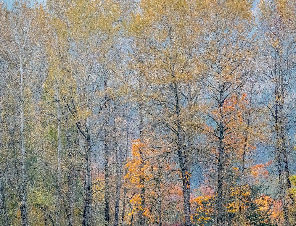 USA-Washington State-Preston-Cottonwoods trees in fall colors